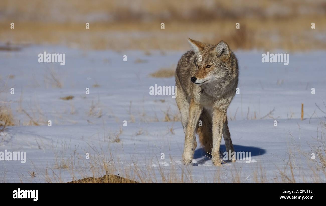 Un coyote (Canis latrans) in un campo innevato in Colorado, Stati Uniti Foto Stock