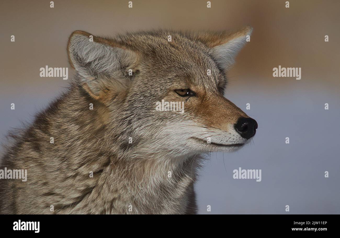 Un primo piano di coyote (Canis latrans) Foto Stock