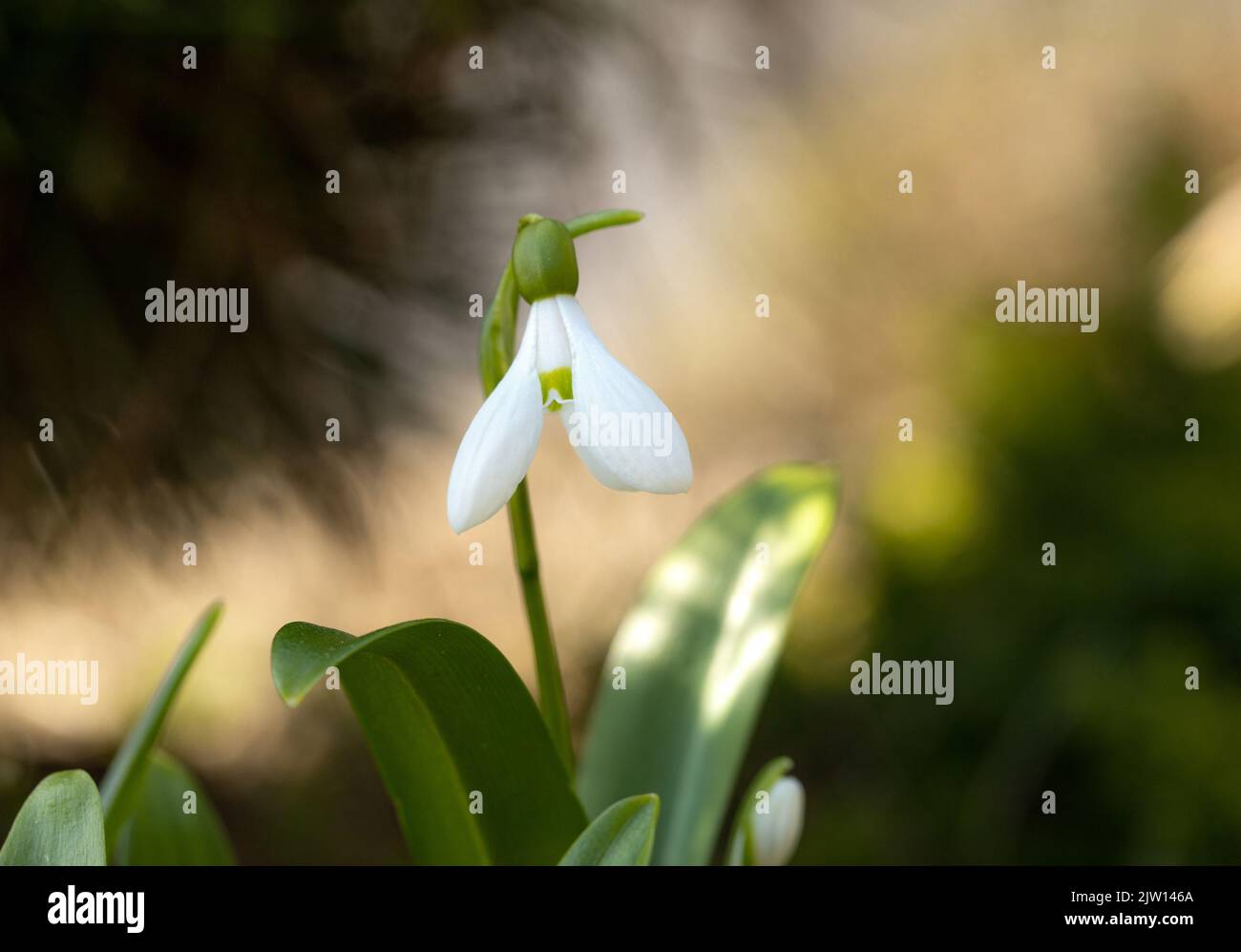Primo piano di una deliziosa nevicata bianca in primavera alla luce mistica Foto Stock
