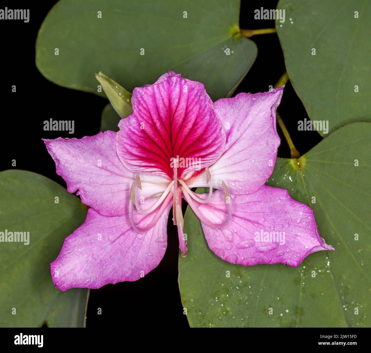 Bel fiore rosa di Bauhinia variegata, Orchidea, una specie decidua, sullo sfondo di foglie verdi in Australia Foto Stock