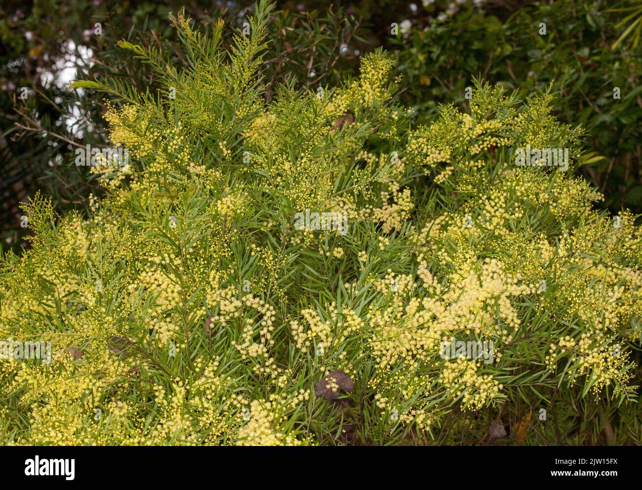 Acacia fimbriata, Brisbane Wattle, un albero nativo australiano / arbusto, coperto con masse di fiori profumati giallo dorato Foto Stock