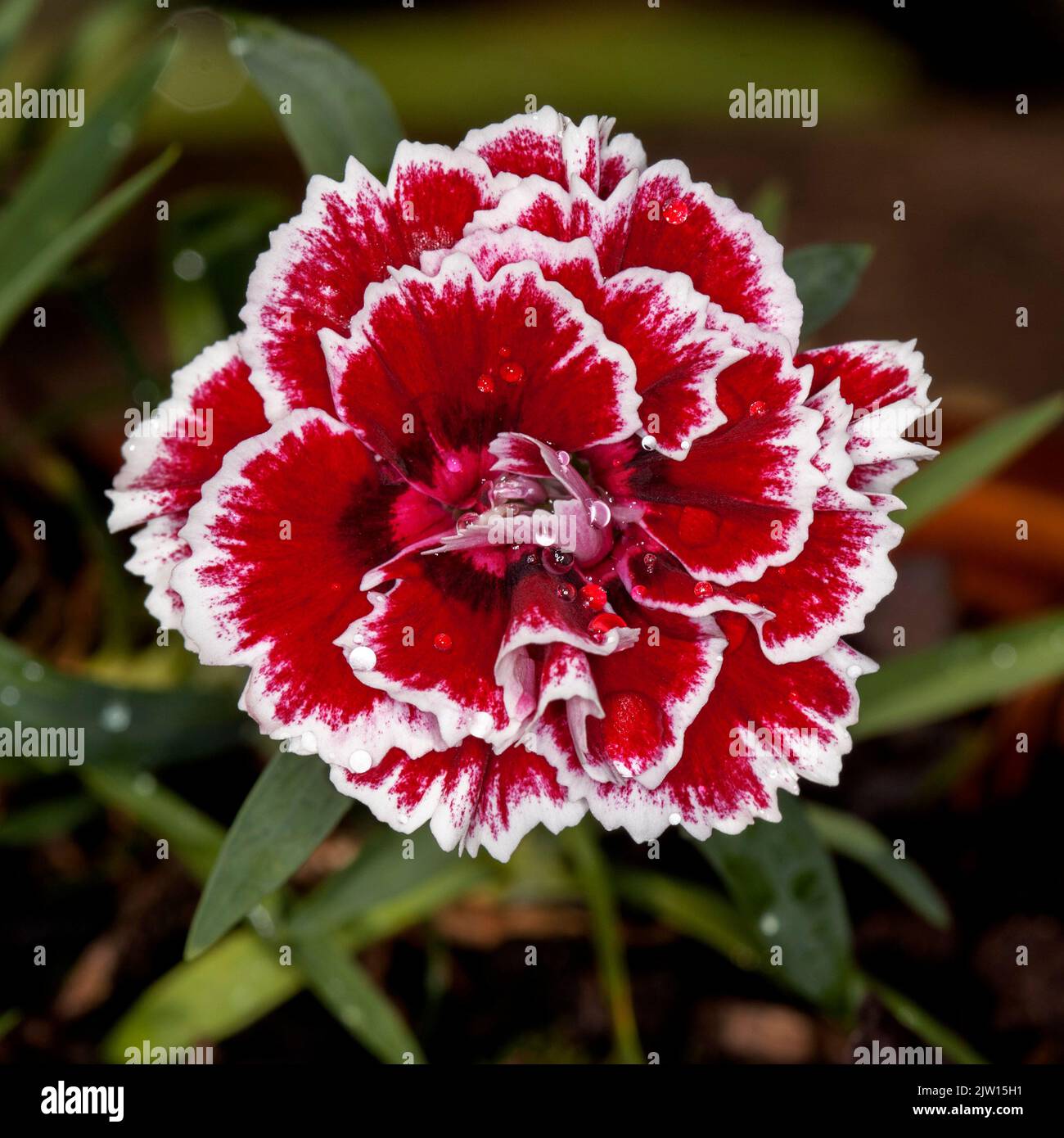Bel fiore profumato rosso ricco di Dianthus con petali orlati di bianco su fondo scuro di foglie, pianta da giardino perenne Foto Stock