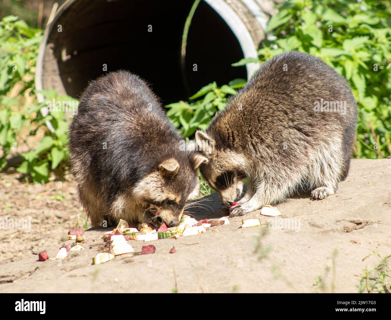 due procioni che mangiano in uno zoo tedesco Foto Stock