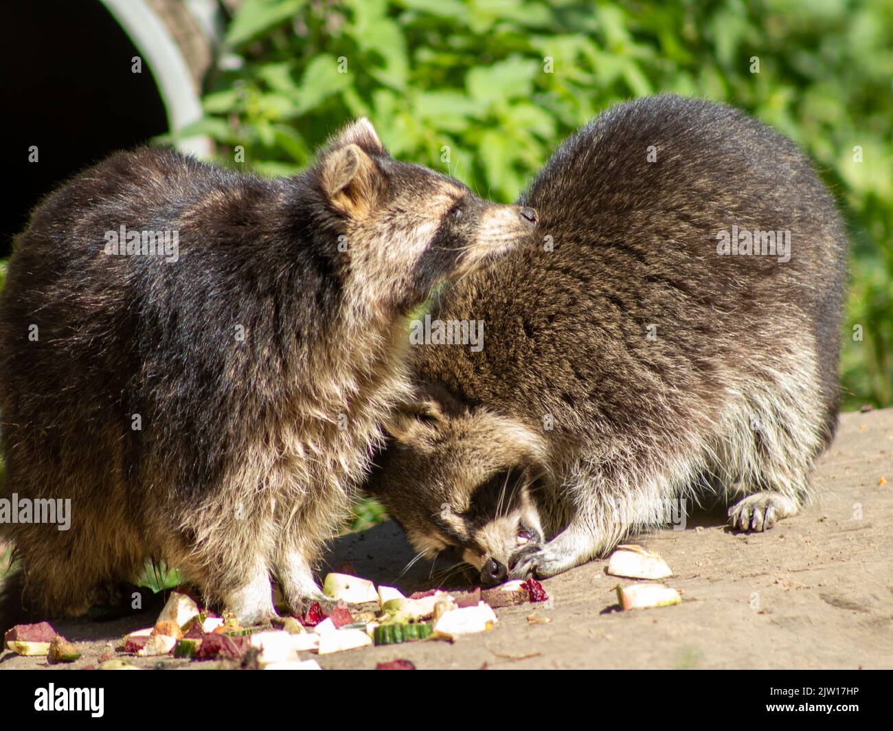 due procioni che mangiano in uno zoo tedesco Foto Stock