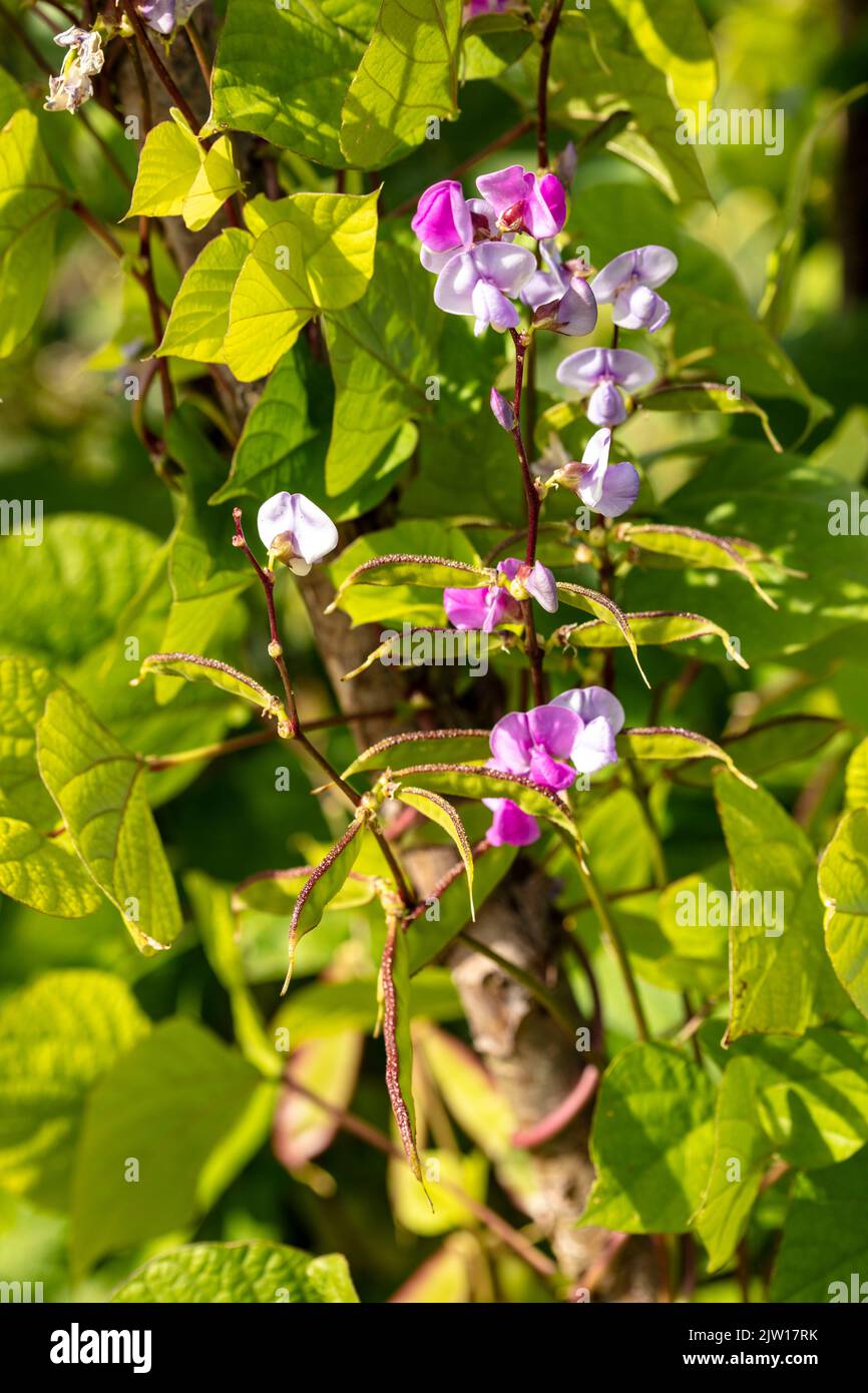 Fagiolini, fiori e fagioli di fagiolini di laboratorio, purpurpurpureus di laboratorio, Foto Stock