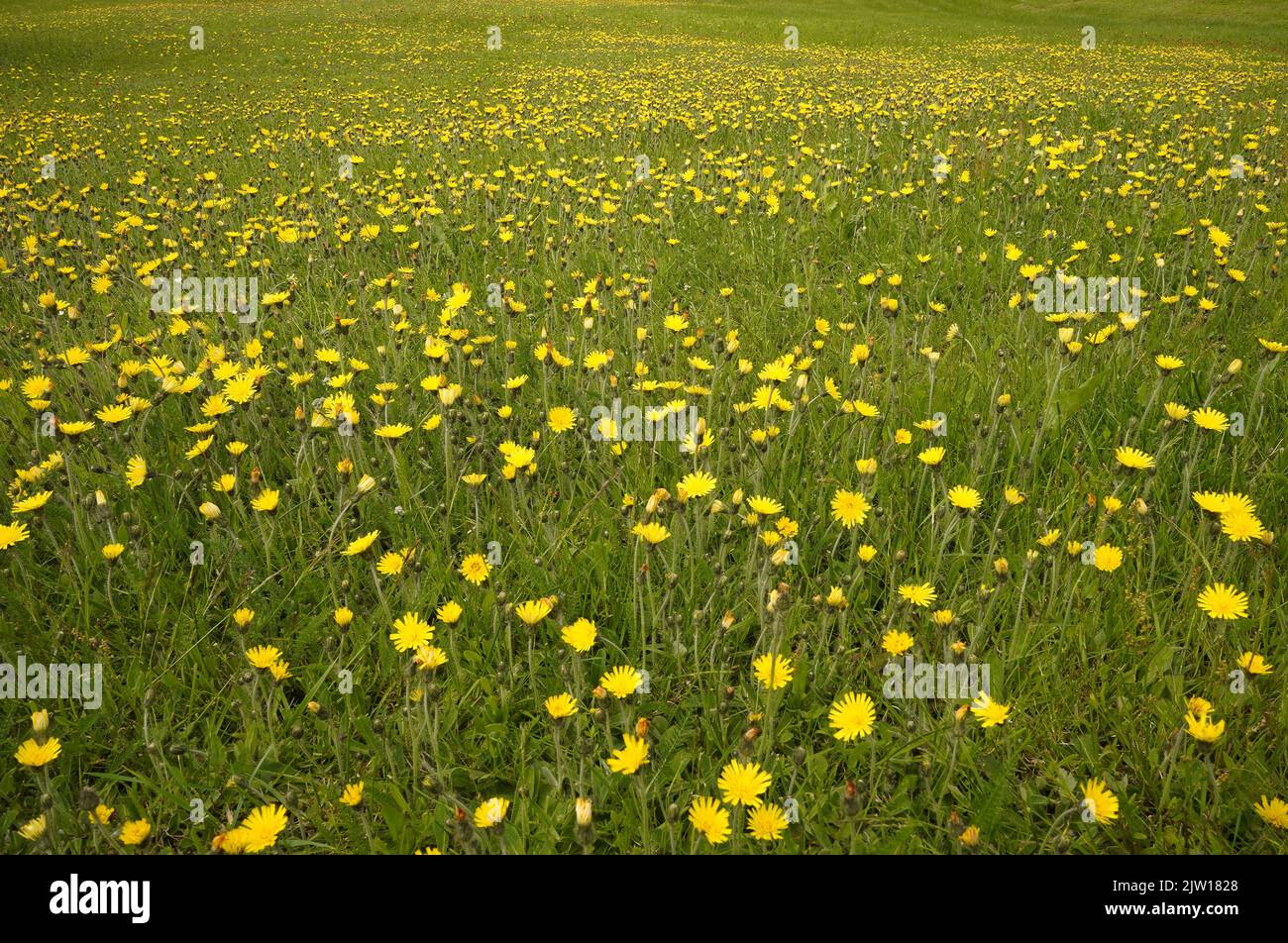 Hawkweed dalle orecchie di topo (Hieracium pilosella) in un campo sull'Isola del Principe Edoardo, Canada Foto Stock