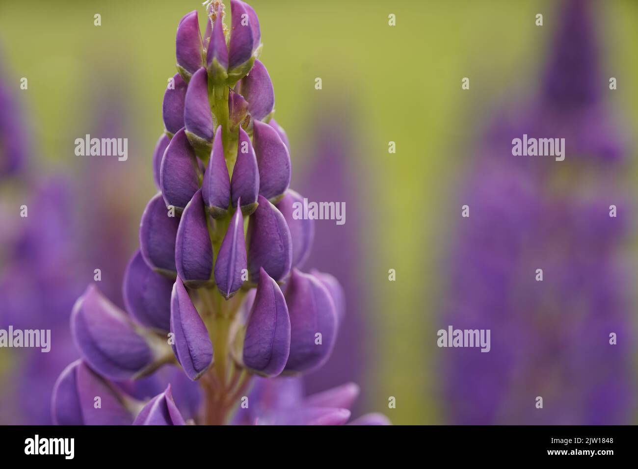 Lupin fiorisce in un campo sull'Isola del Principe Edoardo, Canada Foto Stock