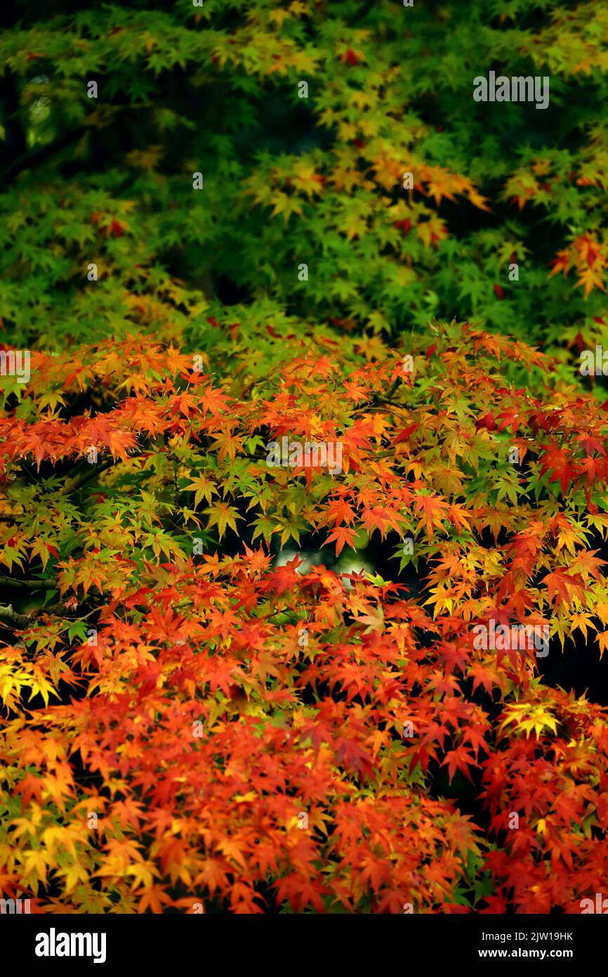Una foto materiale di sfondo ravvicinata delle foglie autunnali di acero giapponese che cambiano colore rosso Foto Stock