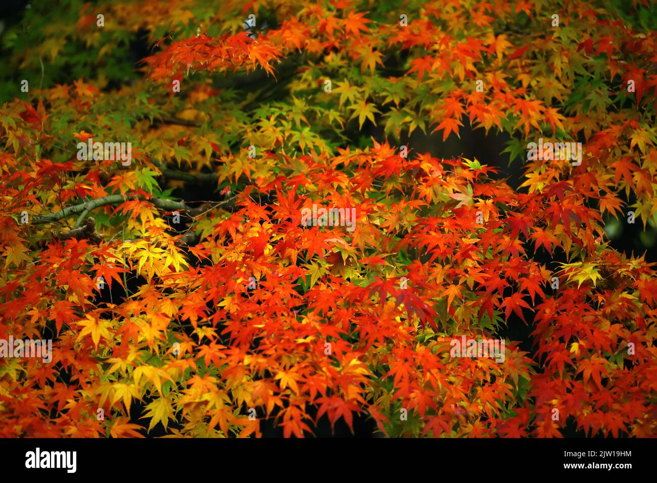 Una foto materiale di sfondo ravvicinata delle foglie autunnali di acero giapponese che cambiano colore rosso Foto Stock