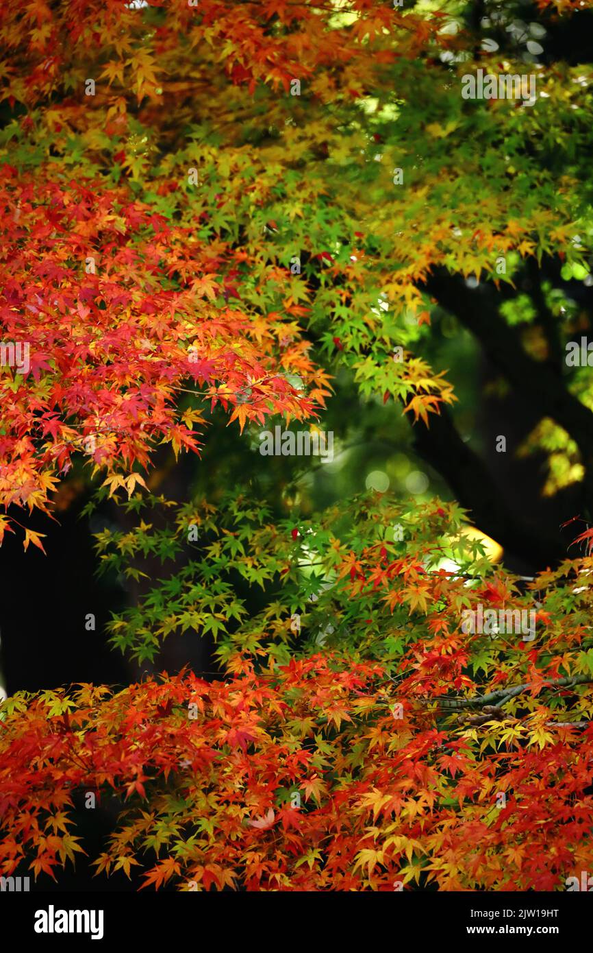 Una foto materiale di sfondo ravvicinata delle foglie autunnali di acero giapponese che cambiano colore rosso Foto Stock