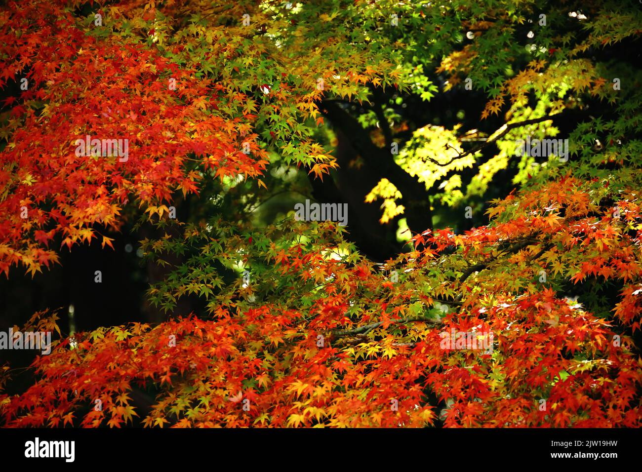 Una foto materiale di sfondo ravvicinata delle foglie autunnali di acero giapponese che cambiano colore rosso Foto Stock