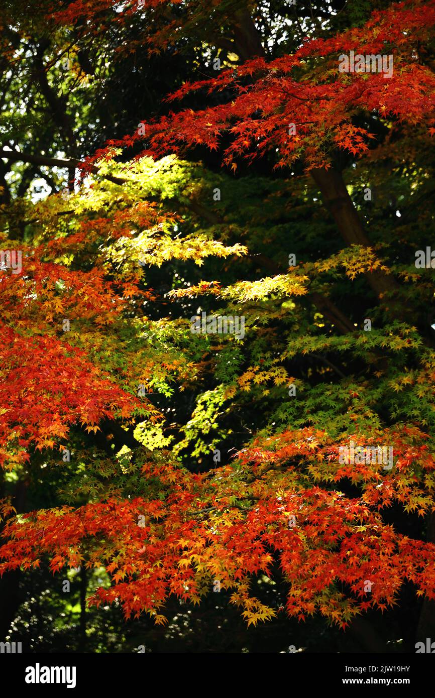 Una foto materiale di sfondo ravvicinata delle foglie autunnali di acero giapponese che cambiano colore rosso Foto Stock