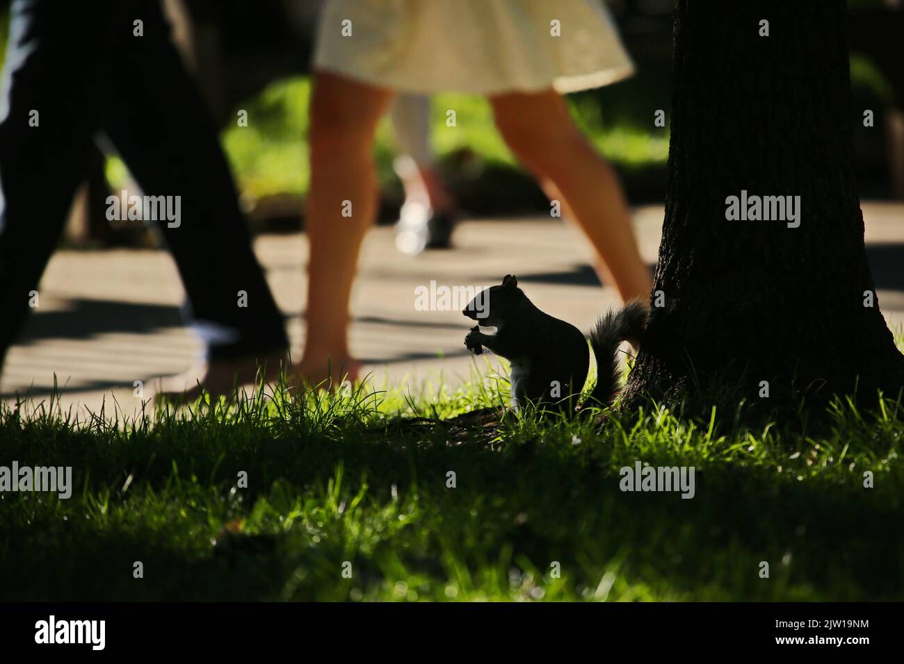 Scoiattolo in silhouette in un parco cittadino Foto Stock