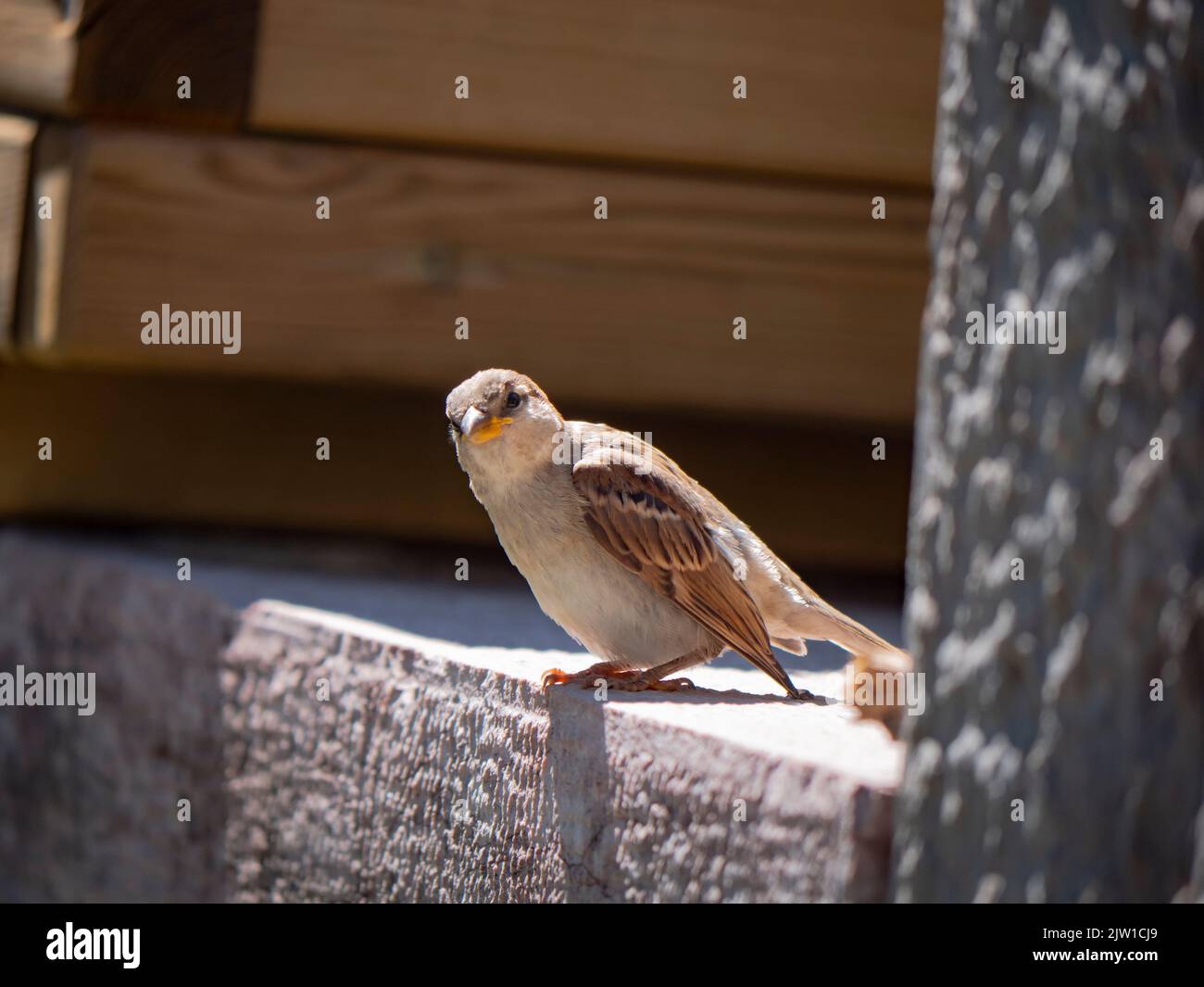 Primo piano foto di un uccello europeo. Uccello italiano. Foto Stock