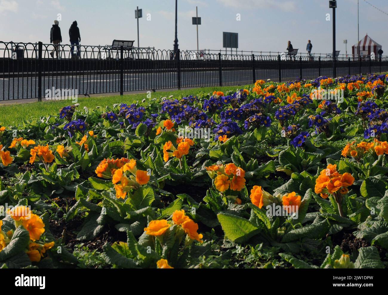 PRIMI SEGNI DI PRIMAVERA COME I FIORI APPAIONO NEI GIARDINI LUNGO IL LUNGOMARE DI SOUTHSEA CHE È STATO DEVASTATO DA GALES IERI (MARTEDÌ). PIC MIKE WALKER, MIKE WALKER IMMAGINI, 2013 Foto Stock