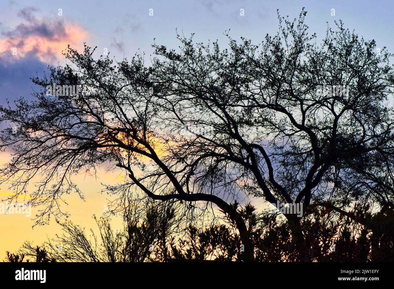 Silhouette e ombre di alberi spintosi e sottobosco sullo sfondo di un sole tramontato. Foto Stock