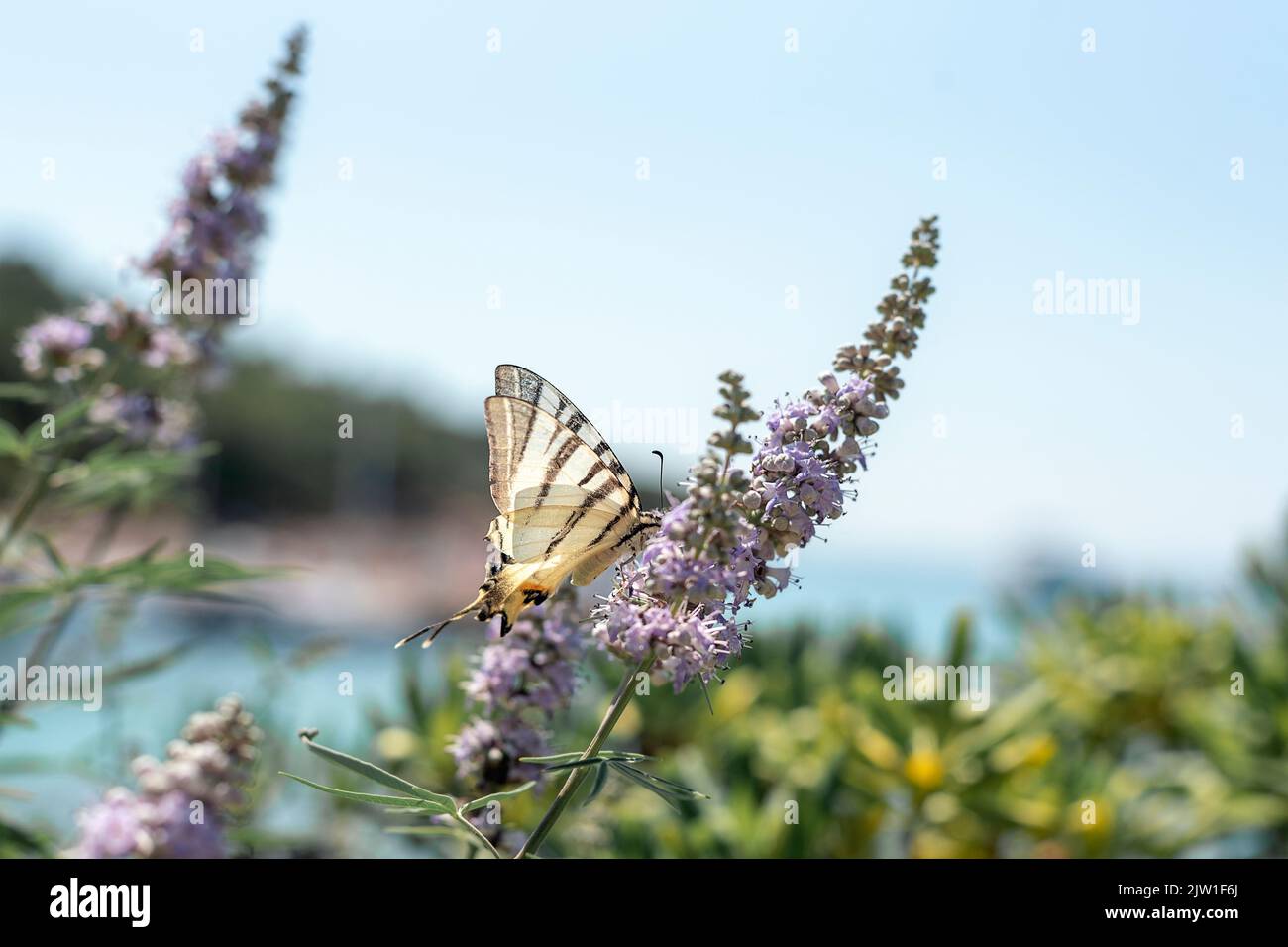 Bella farfalla Papilio Machaon su Vitex agnus-castus fiore, primo piano. Messa a fuoco selettiva Foto Stock