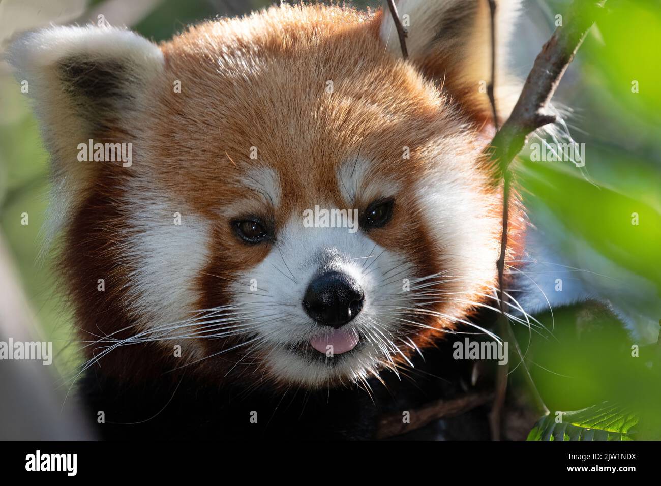 Un ritratto di Panda rosso, scattato allo zoo di Atlanta Foto Stock