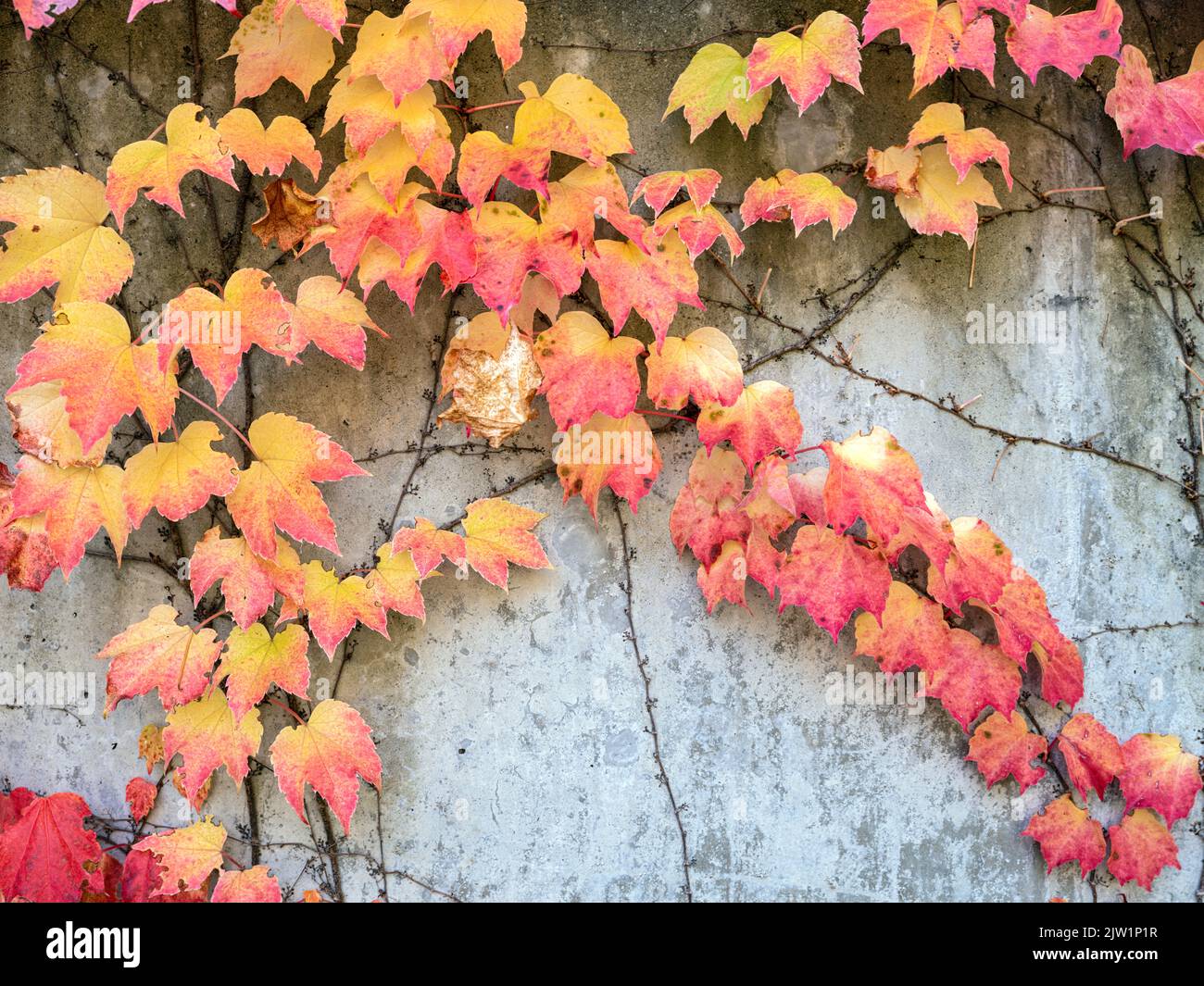 Viti di fogliame autunnale stanno crescendo su un muro di cemento Foto Stock