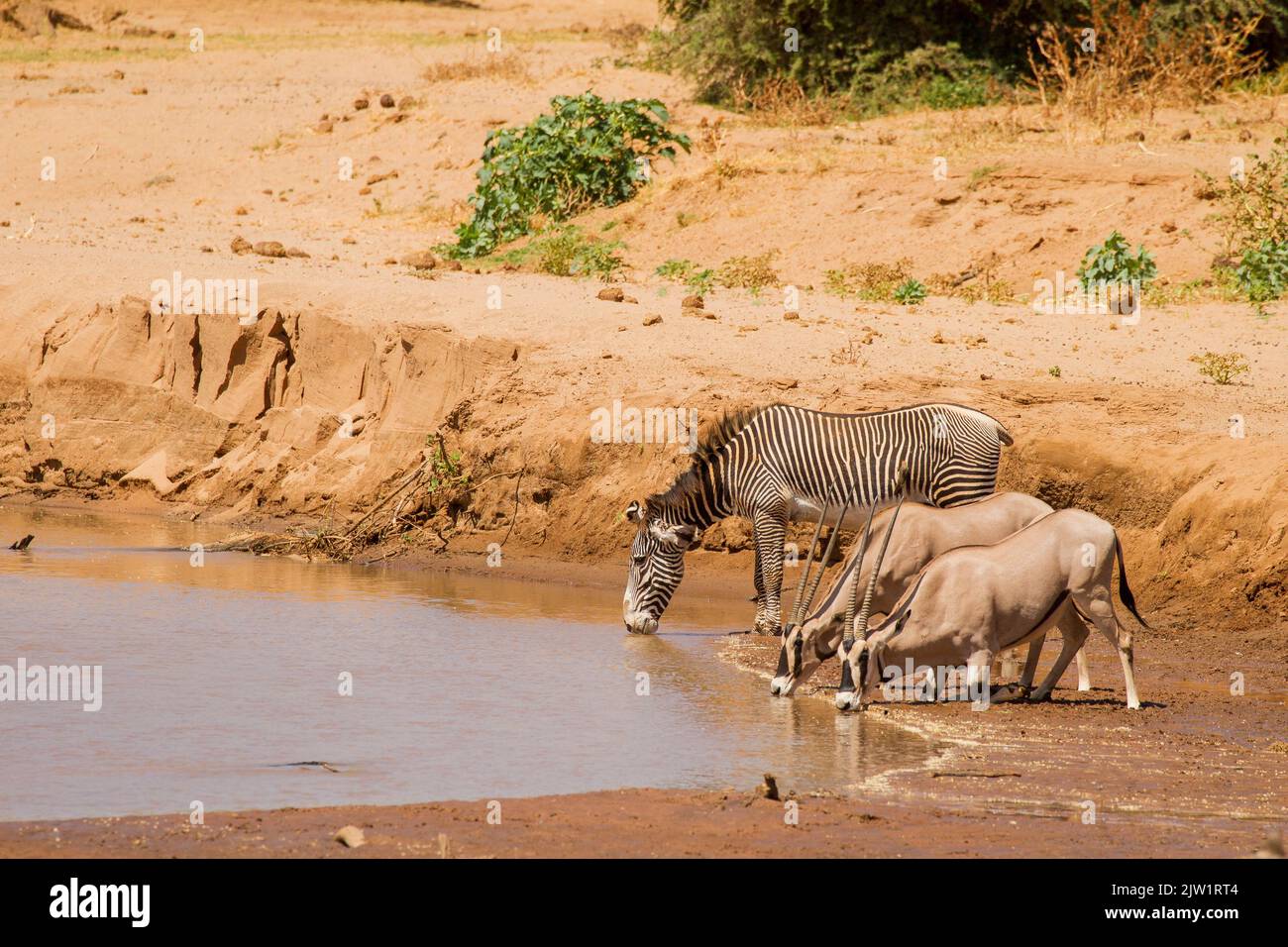 Africa orientale, o Beisa, Oryx (Oryx beisa) bere con zebra in un foro di irrigazione Foto Stock