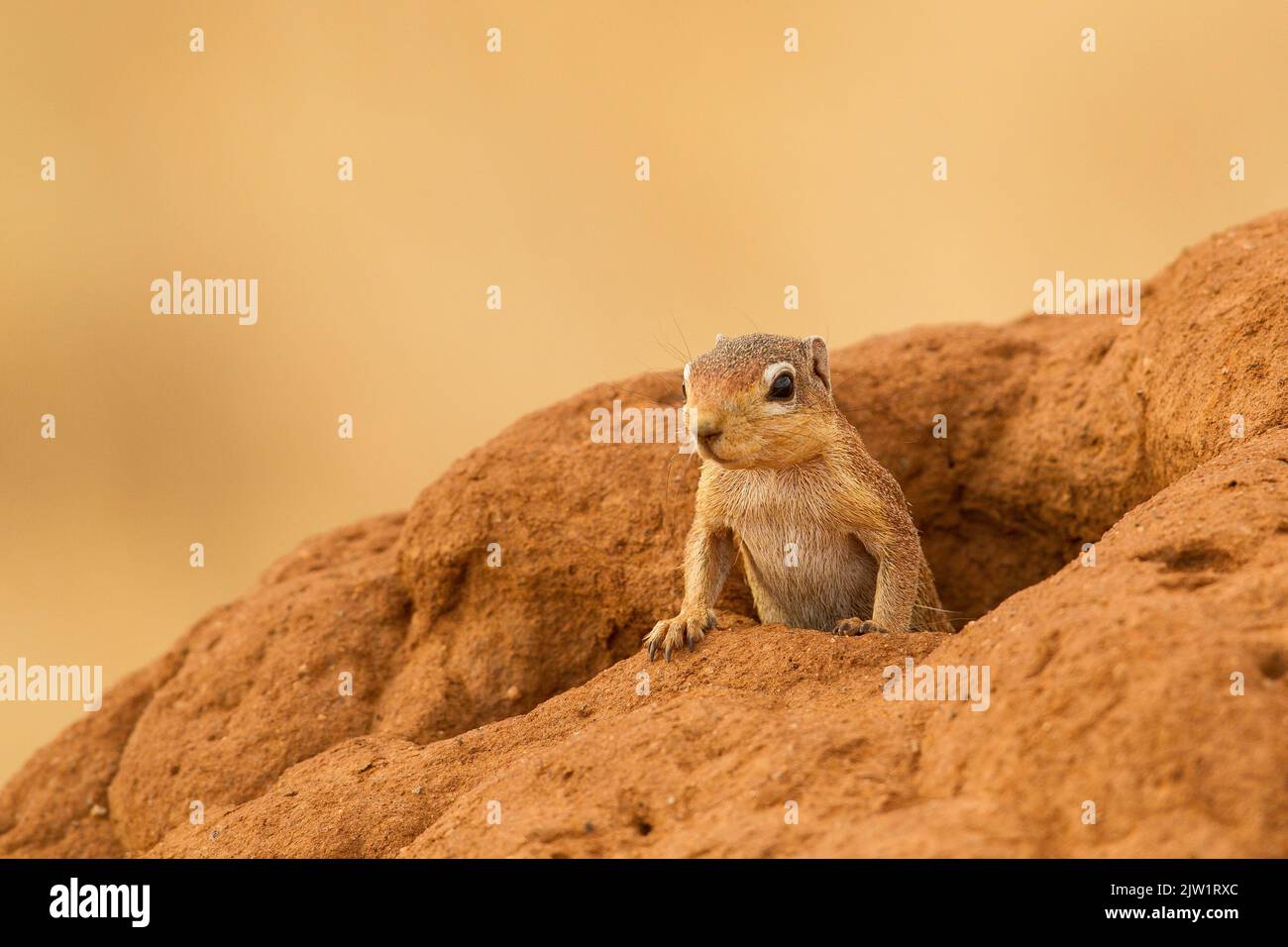 Terreno non a righe Squirrel (Xerus rutilus) Foto Stock