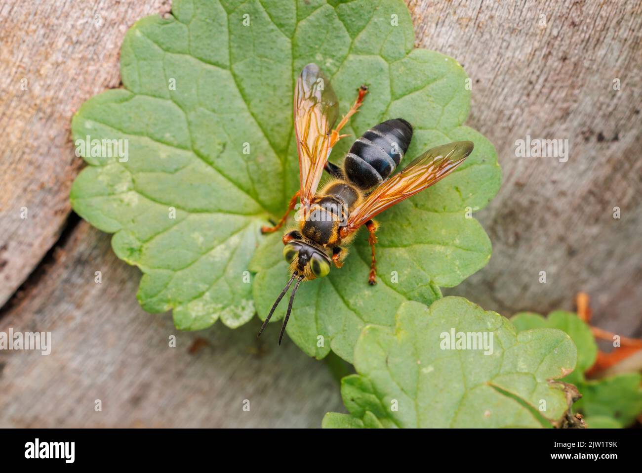 Wasp a testa quadrata (Tachytes sp.) Foto Stock