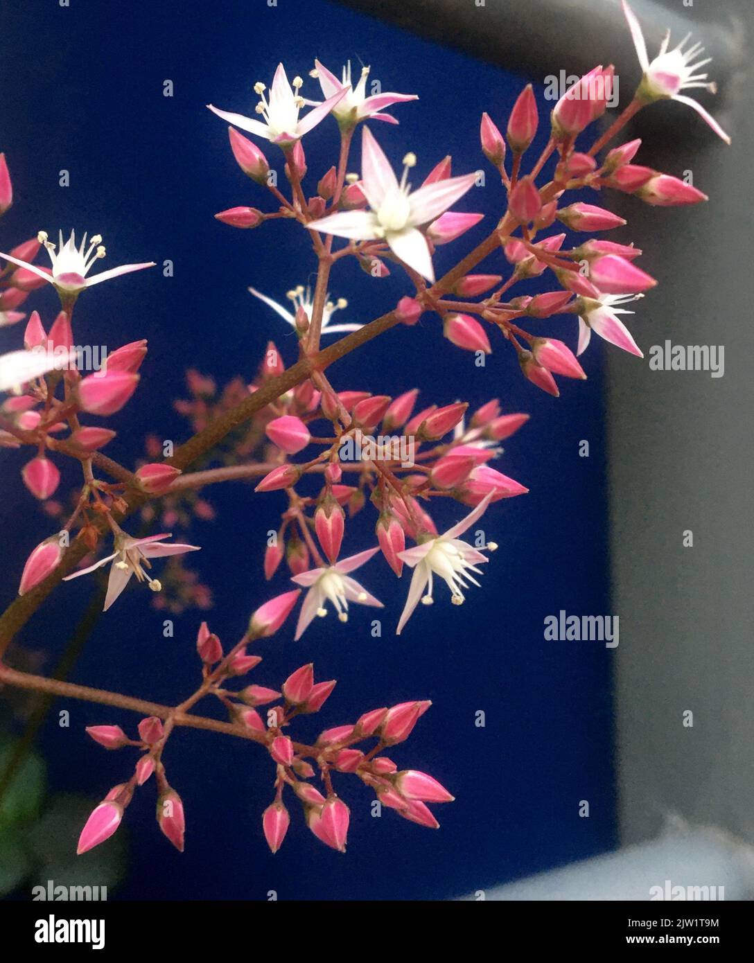 Rosa vivace fiori succulenti che sbocciano su sfondo blu intenso Foto Stock