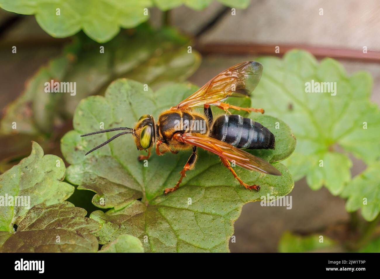 Wasp a testa quadrata (Tachytes sp.) Foto Stock