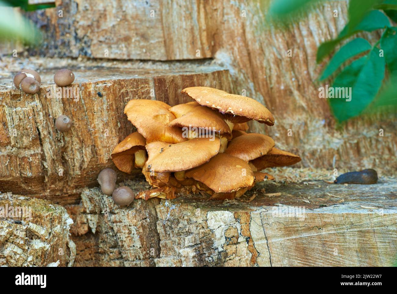 I funghi crescono dove possono. Funghi che crescono su un tronco di albero. Foto Stock