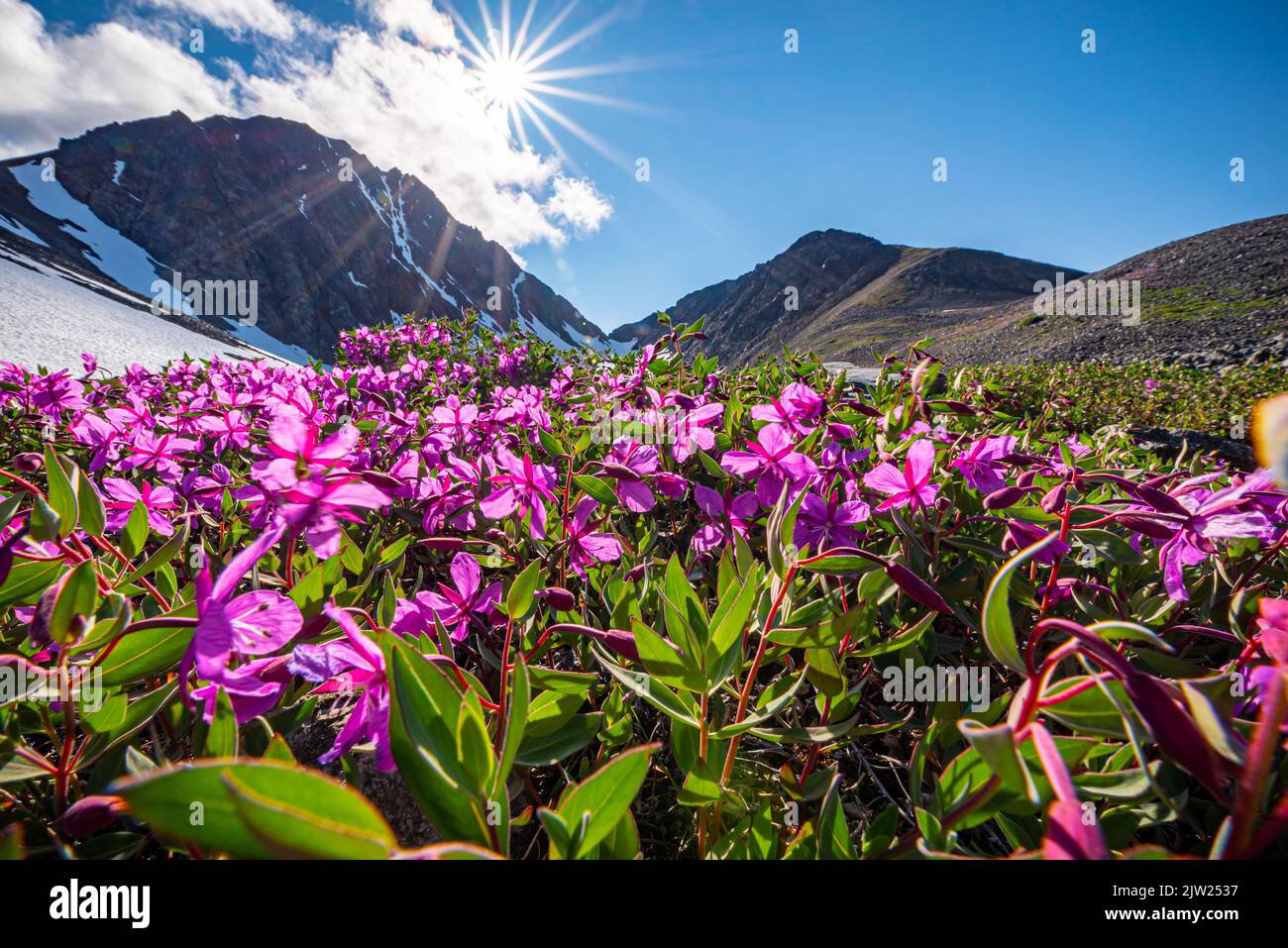 Splendida vista panoramica estiva nel Canada settentrionale, territorio dello Yukon durante il mese di luglio. Foto Stock