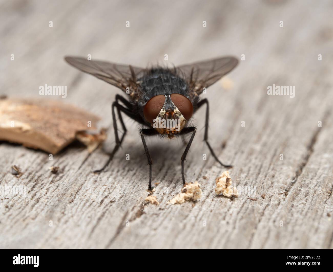 Mosca comune o mosca della bottiglia (Calliphora vicina), di fronte alla macchina fotografica mentre riposa su un pezzo di legno intemperiato in Delta, Columbia Britannica, Canada Foto Stock