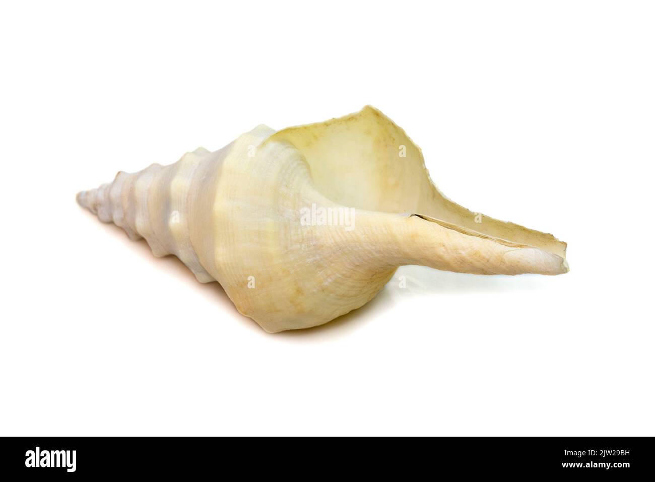immagini di conchiglia bianca isolata su sfondo bianco. Animali sottomarini. Conchiglie di mare. Foto Stock