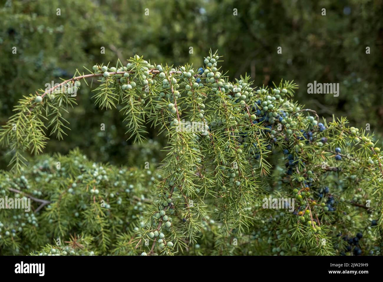 Ginepro comune (Juniperus communis), bush ginepro con bacche mature e non mature, riserva naturale di Buurserzand, Haaksbergen, Paesi Bassi Foto Stock