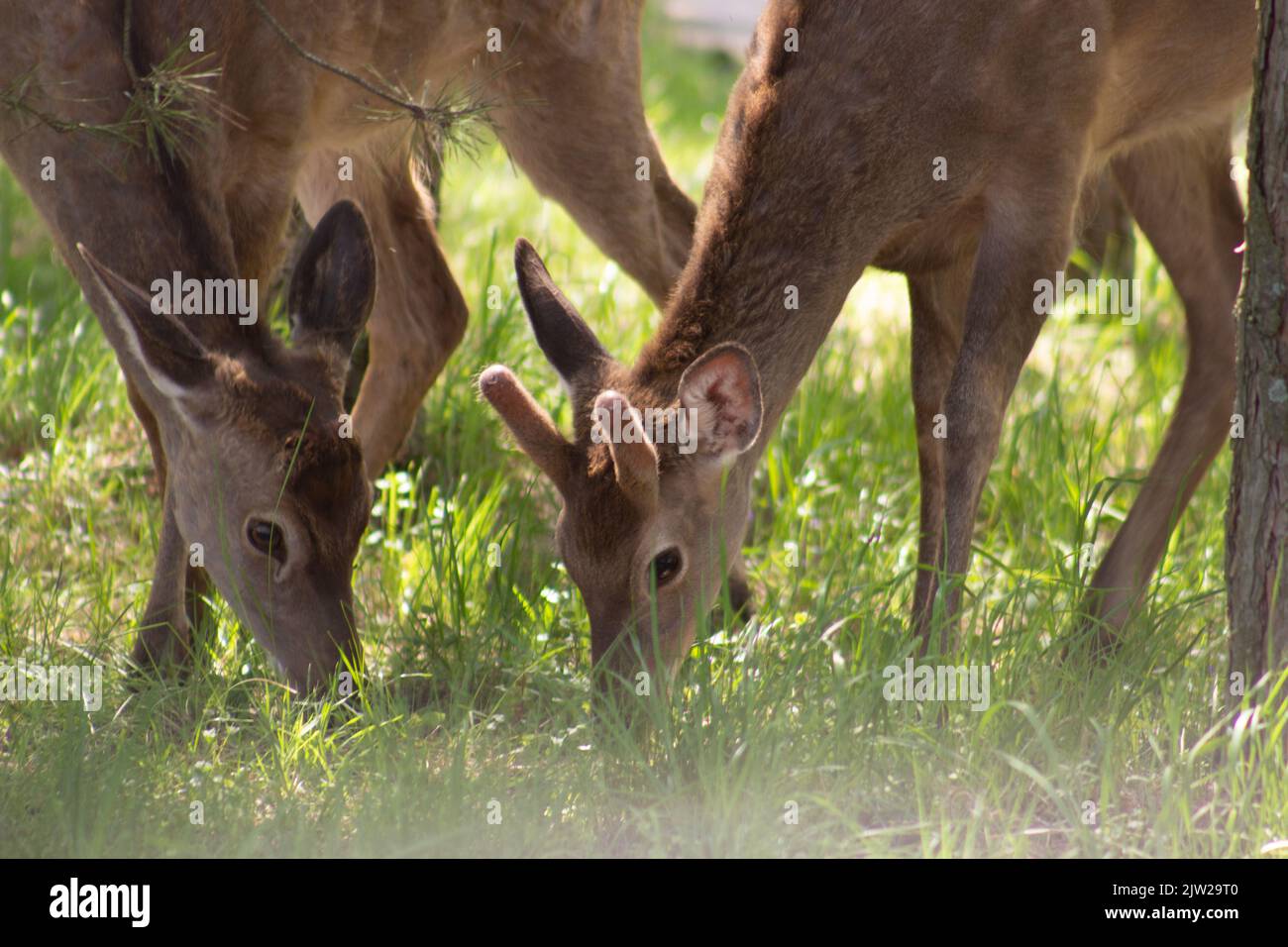 Giovane capriolo si inchinò la testa nell'erba su un pascolo in natura. Foto Stock