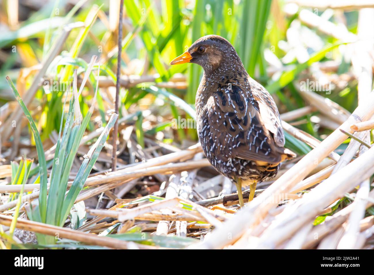 Spotted Crake (Porzana porzana) Germania Foto Stock