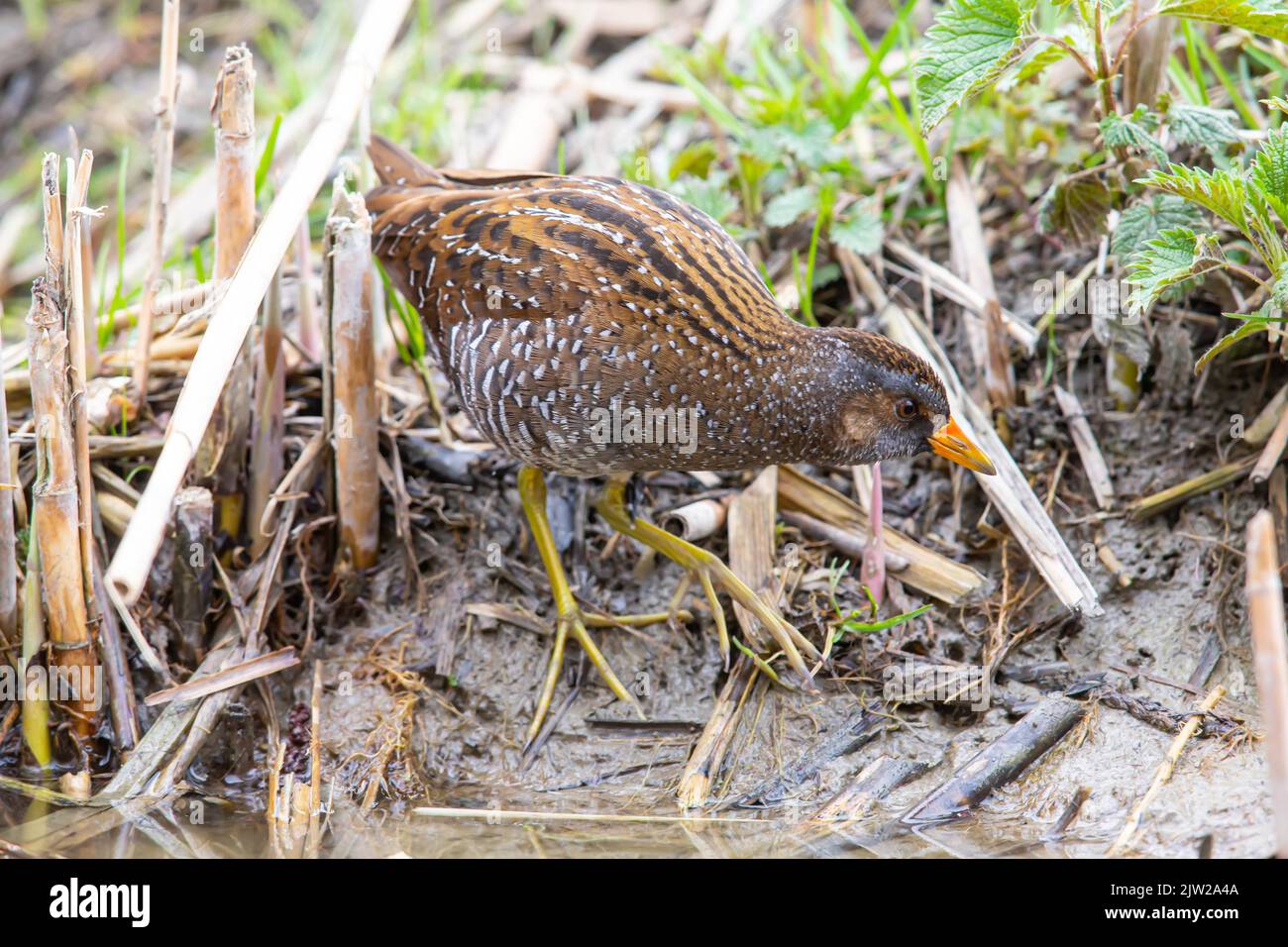 Spotted Crake (Porzana porzana) Germania Foto Stock