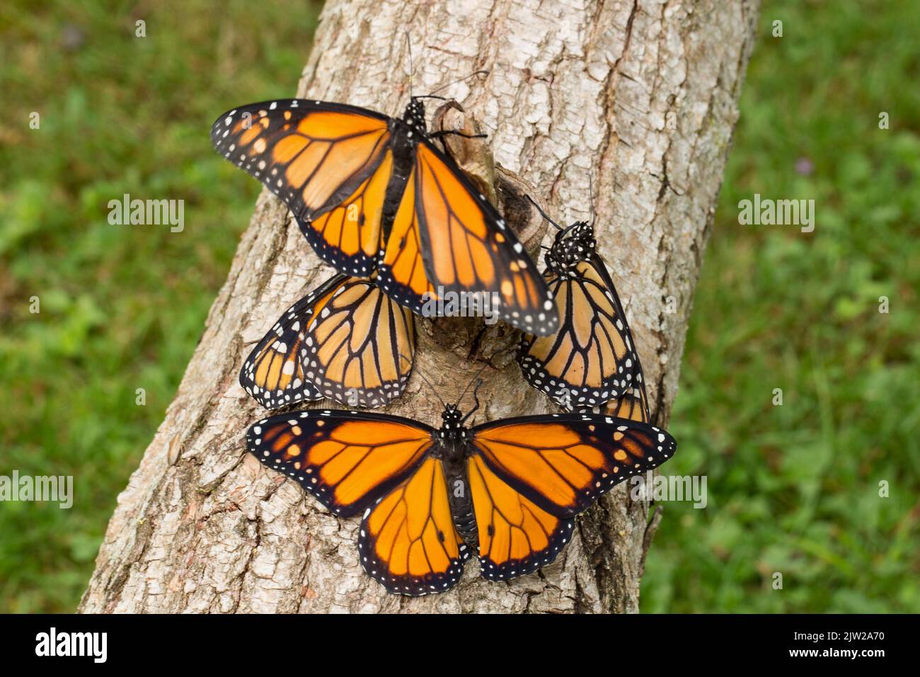 Farfalla Monarch quattro farfalle con ali aperte e chiuse sedute sul tronco dell'albero visione diversa Foto Stock