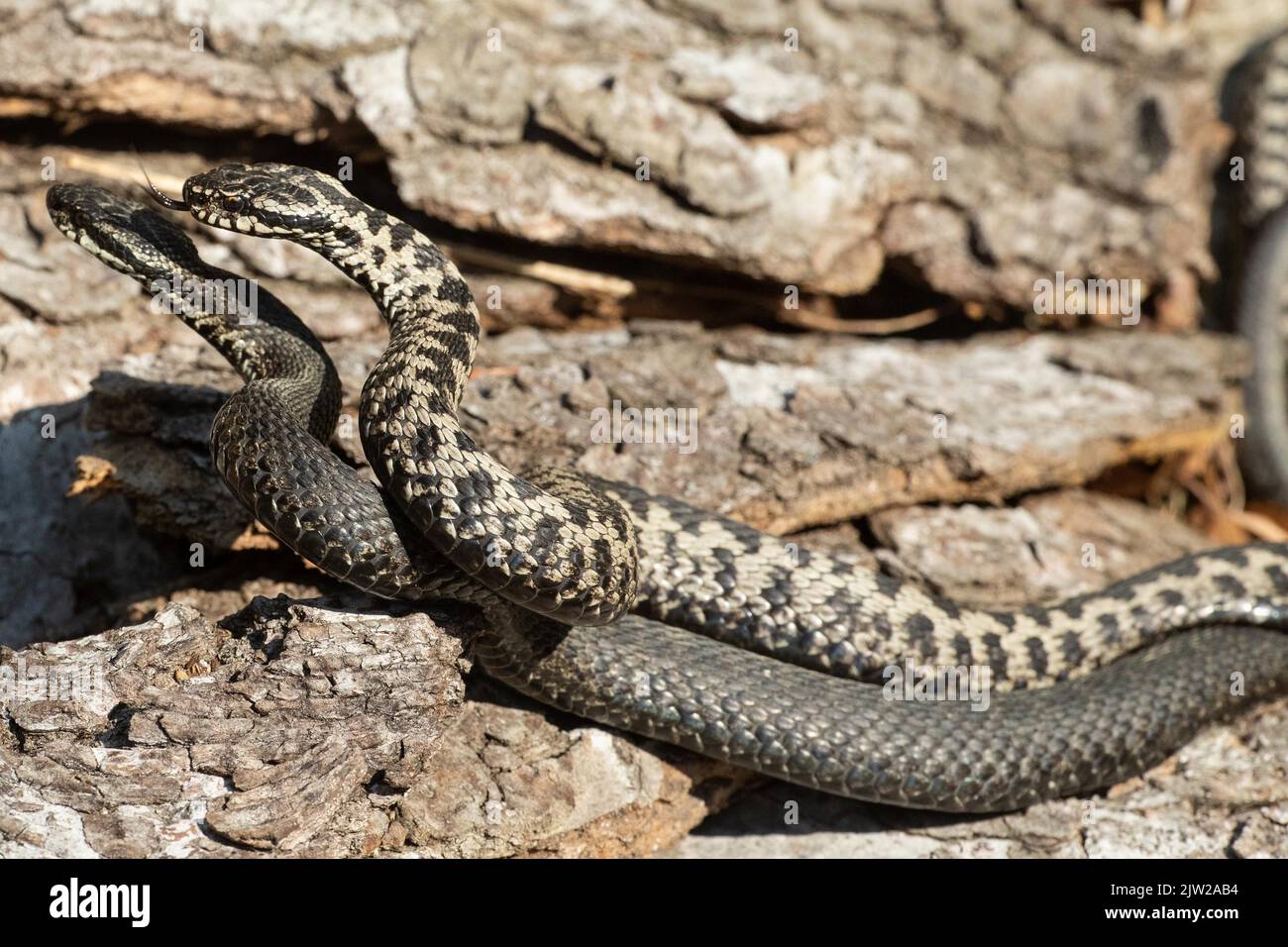 Adder due serpenti con lingue distese in una lotta commensale, sdraiati di fronte ad un tronco d'albero, lambente, guardando a sinistra Foto Stock