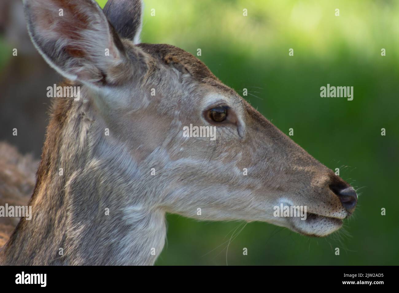 Primo piano della testa di un cervo femmina. Foto Stock