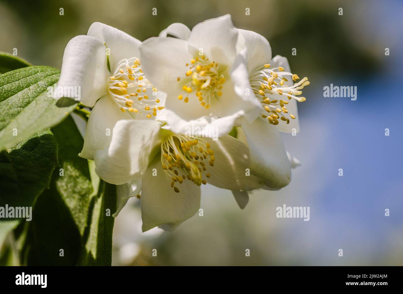 Bella macchia di gelsomino fiorente nel giardino estivo piante ornamentali fini Foto Stock