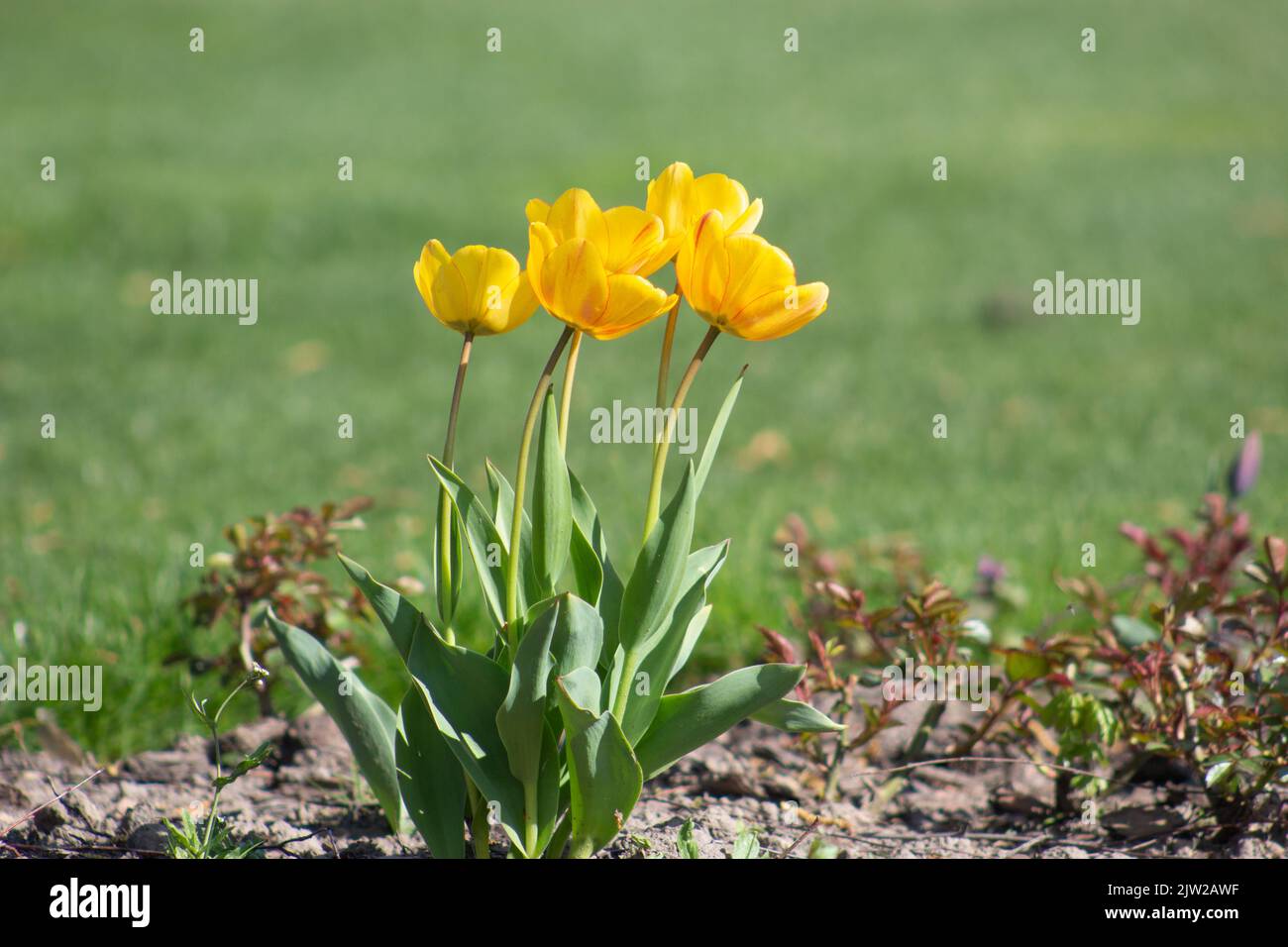 Tulipani gialli crescono su un prato in erba. Giornata primaverile soleggiata. Foto Stock