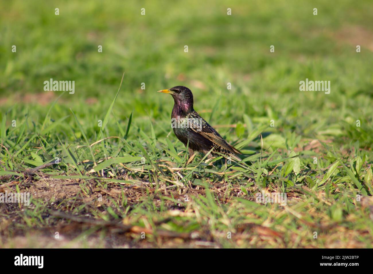 Uno starrling sta cercando il cibo nell'erba Foto Stock