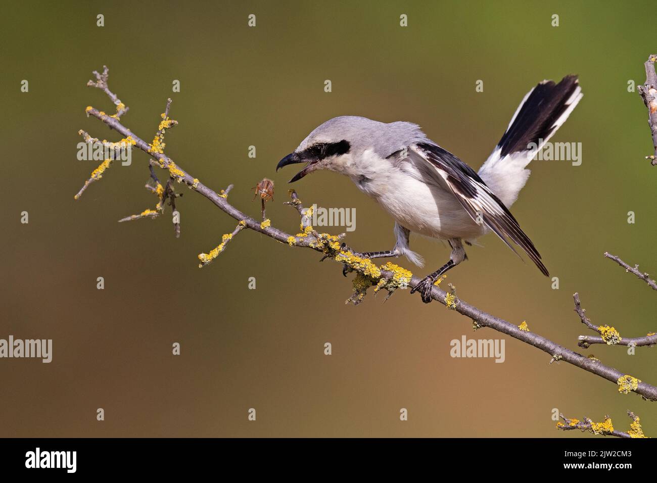Great Grey Shrike (escubitore di Lanius) raccoglie preda speared, Turingia, Germania Foto Stock