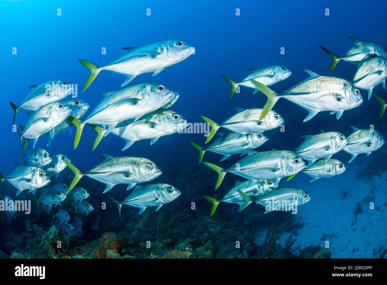 Scuola di (Caranx latus), giardini del parco nazionale della regina, Cuba, America Centrale Foto Stock
