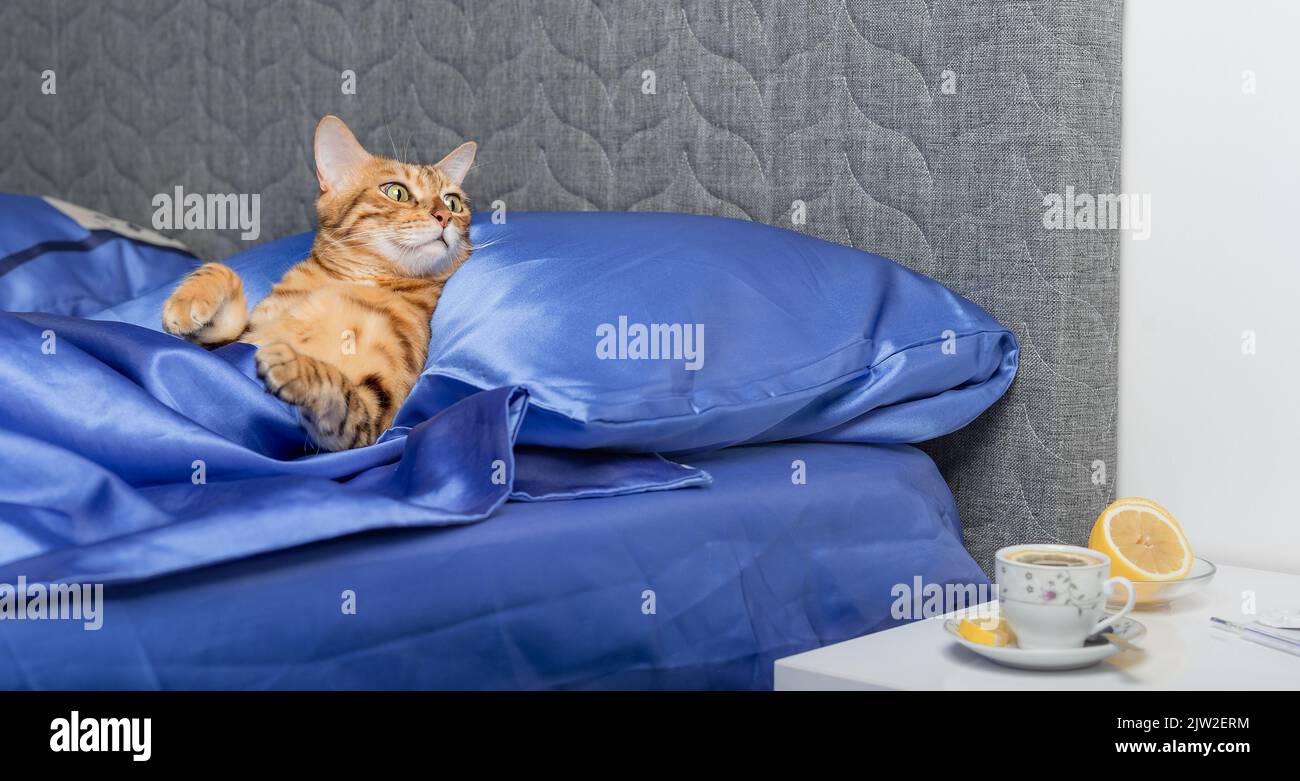 Un gatto con un termometro è malato con un raffreddore, influenza, febbre a letto. Concetto di trattamento domestico. Foto Stock