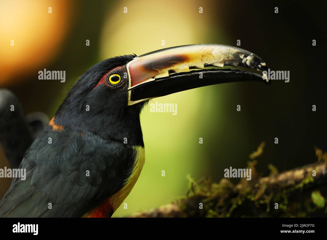 Aracari colati, Pteroglosso torquatus, uccello con grande becco. Toucan seduta sul ramo piacevole nella foresta, Boca Tapada, Costa. Foto Stock