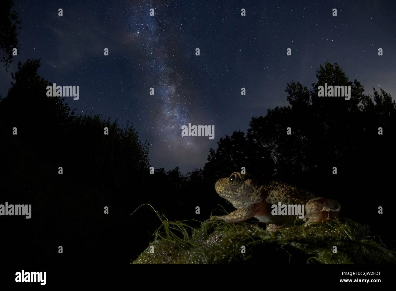 Vista laterale del rospo di natterjack che si siede su un masso roccioso sotto il cielo stellato panoramico della notte con la Via Lattea luminosa Foto Stock