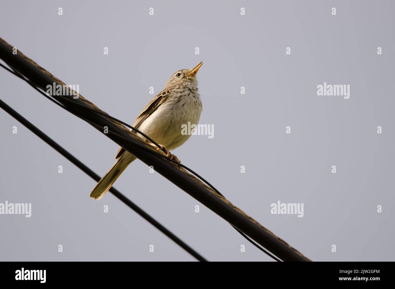 Il pipelit di Berthelot Anthus berthelotii cantando su un cavo elettrico. San Lorenzo. Las Palmas de Gran Canaria. Gran Canaria. Isole Canarie. Spagna. Foto Stock