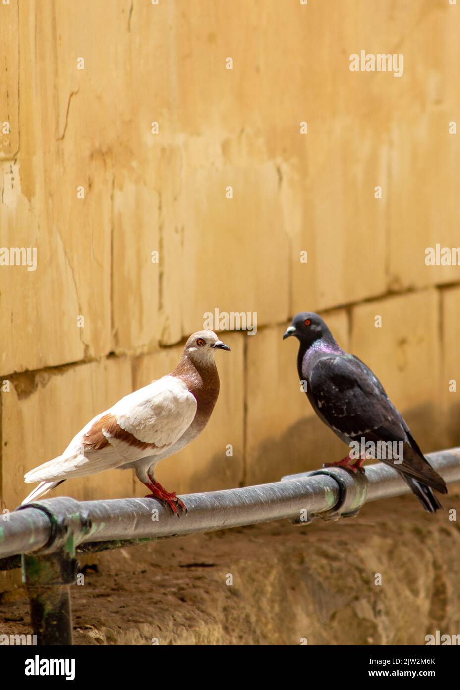 I due adorabili piccioni Homing appollaiati su una ringhiera metallica Foto Stock