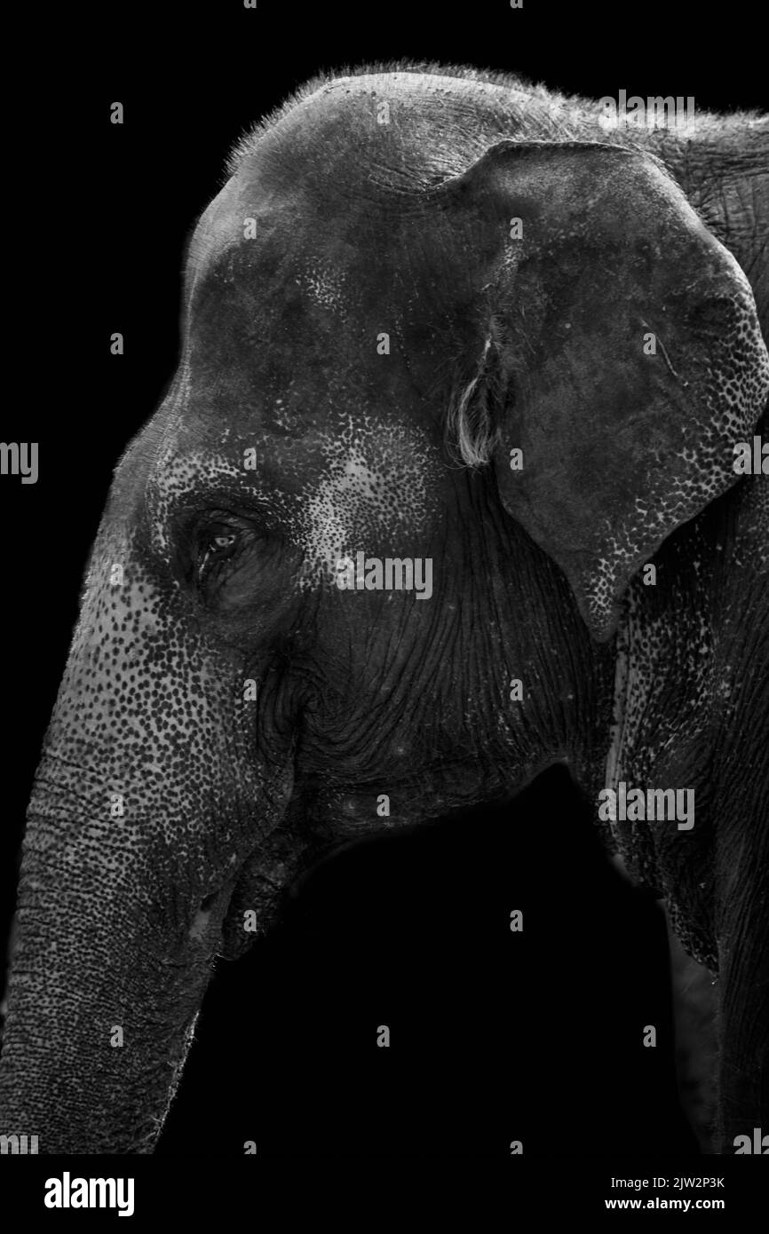 Testa di elefante asiatico isolato su sfondo nero (Elephas maximus) Foto Stock